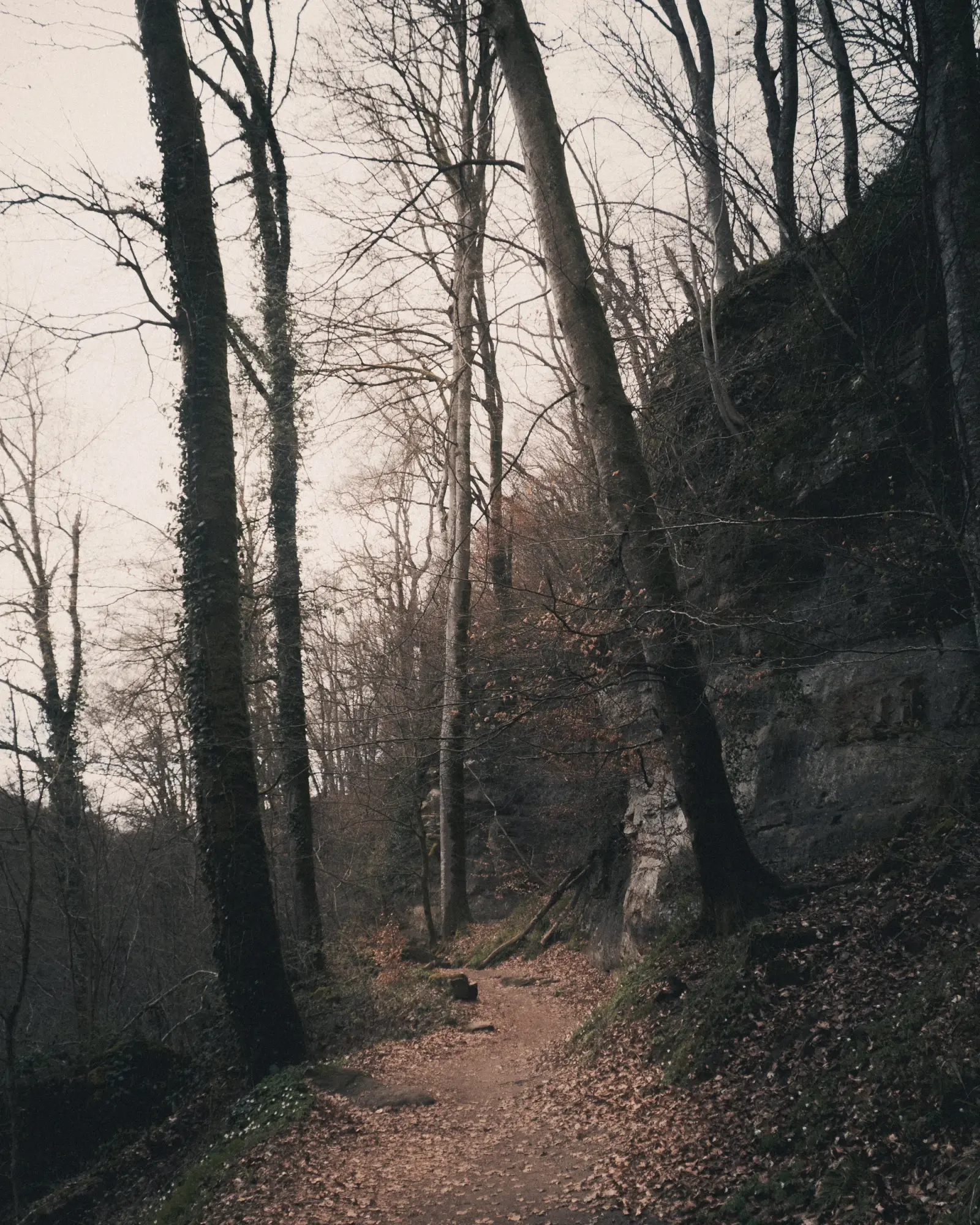 Intertwined branches reaching across the trail canopy