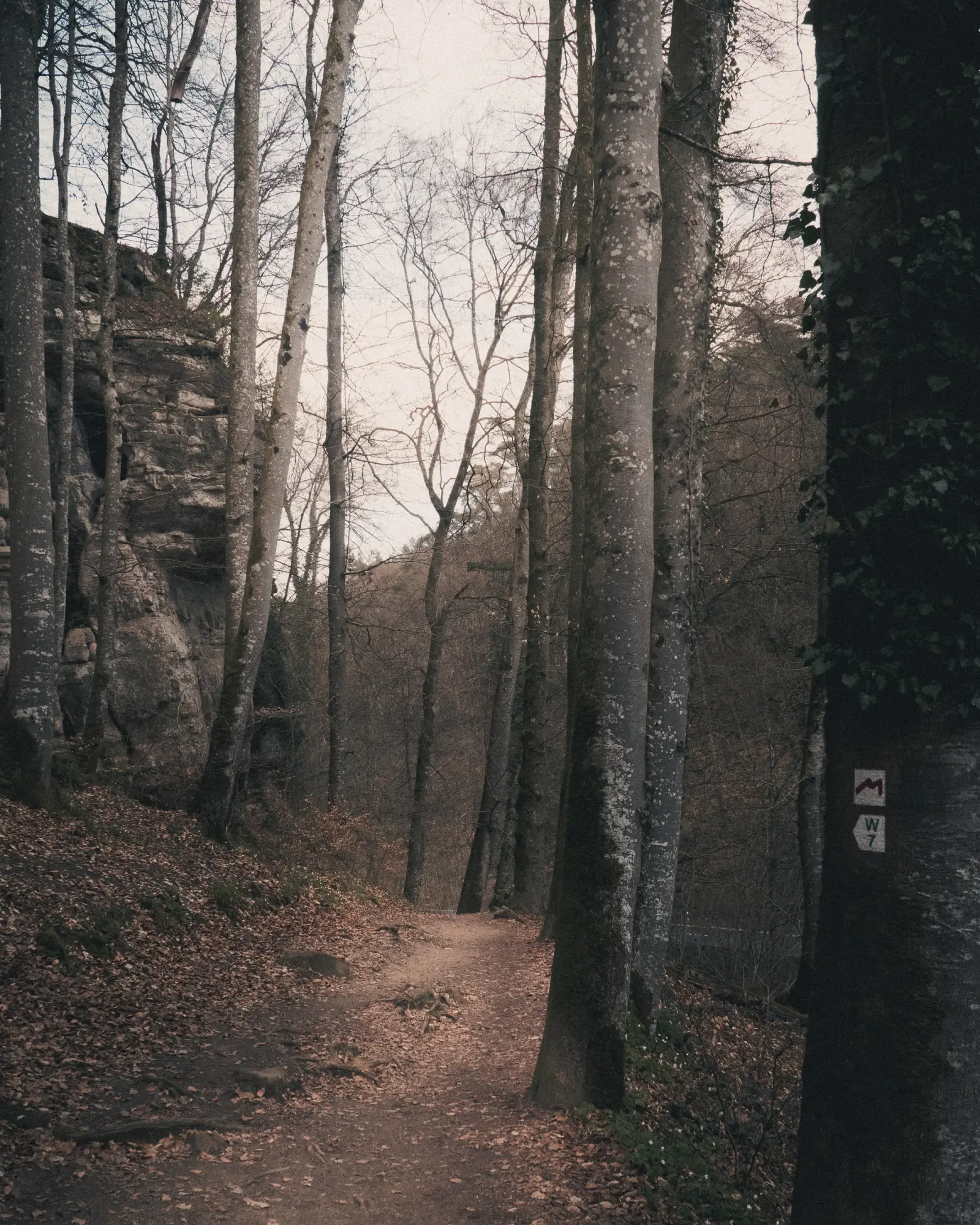 Winding forest trail disappearing around a bend
